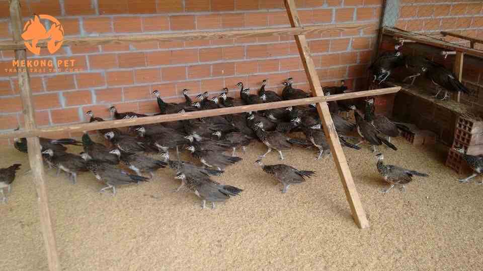 Mua Bán Chim Công Giống: Cách chọn mua, lưu ý, giá bán và nơi bán chim công giống