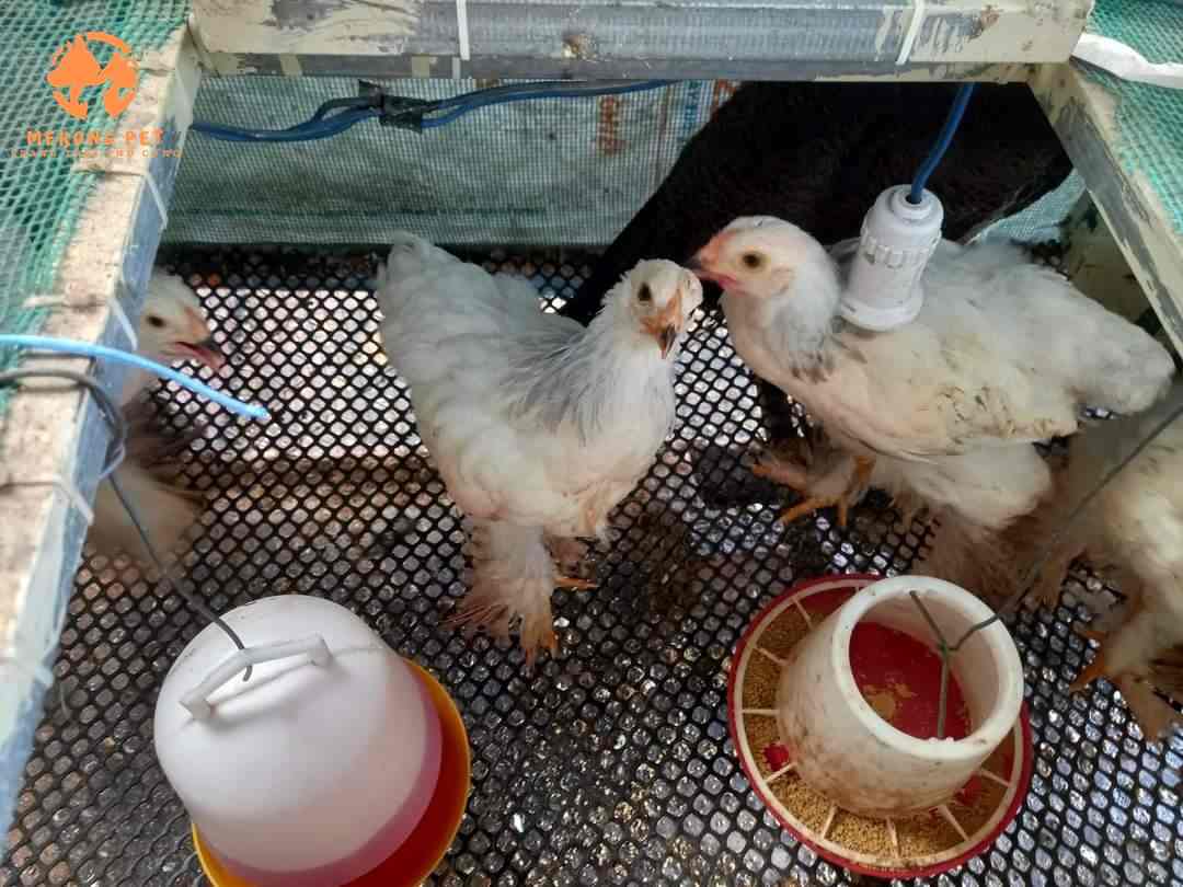 Hướng dẫn cách  nuôi gà kỳ lân, kĩ thuật chăm sóc gà brahma hiệu quả nhất