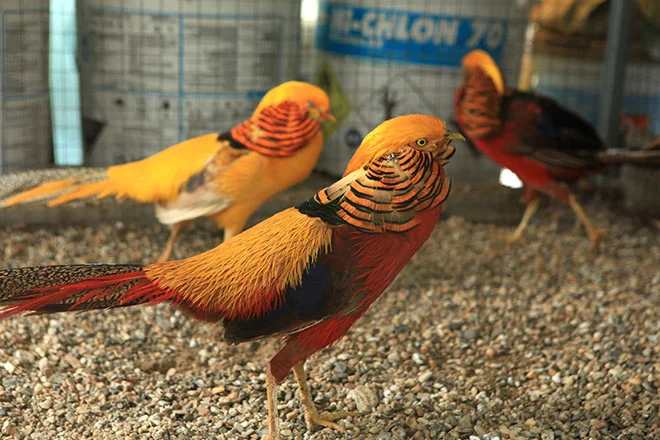 Tìm hiểu Chim Trĩ 7 Màu: Nguồn gốc, đặc điểm, cách nuôi, giá bán