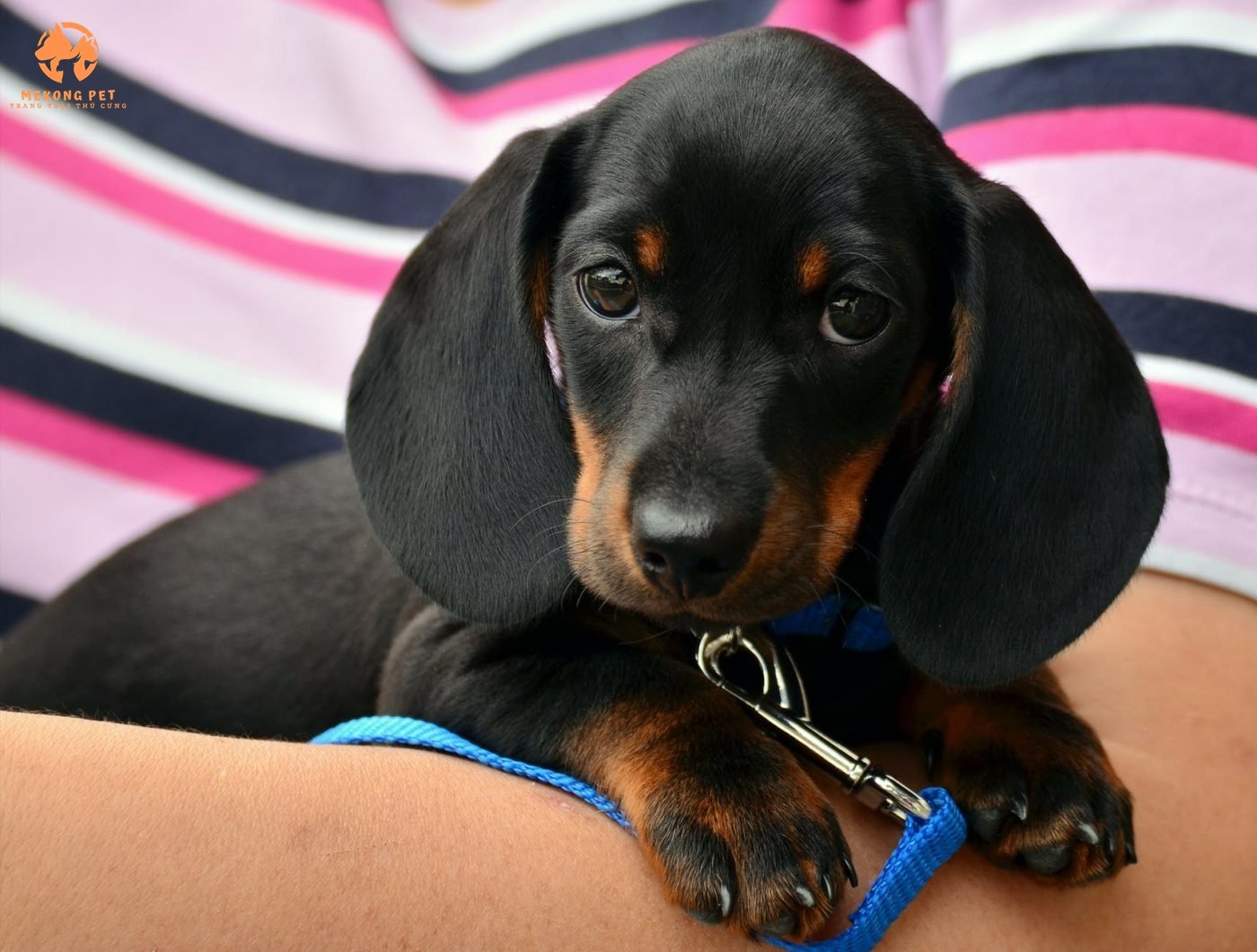 Trại Bán Giống Chó Lạp Xưởng - Chó Xúc Xích Dachshund Uy Tín Tại Tp HCM ...