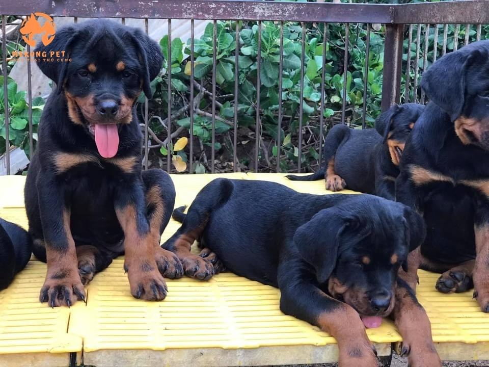 Mua Bán Chó Rottweiler Thuần Chủng Tphcm
