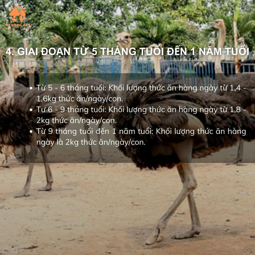 Đây là giai đoạn cần nhiều thức ăn nhất để đảm bảo sự tăng trưởng cân nặng và phát triển mạnh mẽ