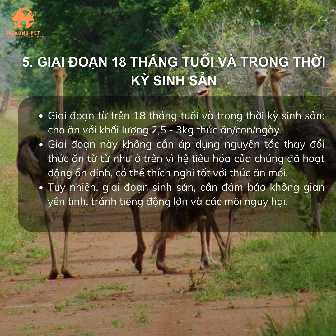 Giai đoạn sinh sản và thu hoạch. Bạn cần cung cấp đầy đủ chất dinh dưởng để chúng đẻ trứng , phối giống đạt hiệu quả cao, cũng như đảm bảo cân nặng để bán đà điểu thương phẩm