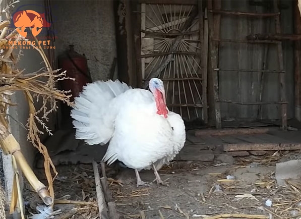 Món Ngon Từ Thịt Gà Tây: 5 Công Thức Hấp Dẫn Không Thể Bỏ Lỡ