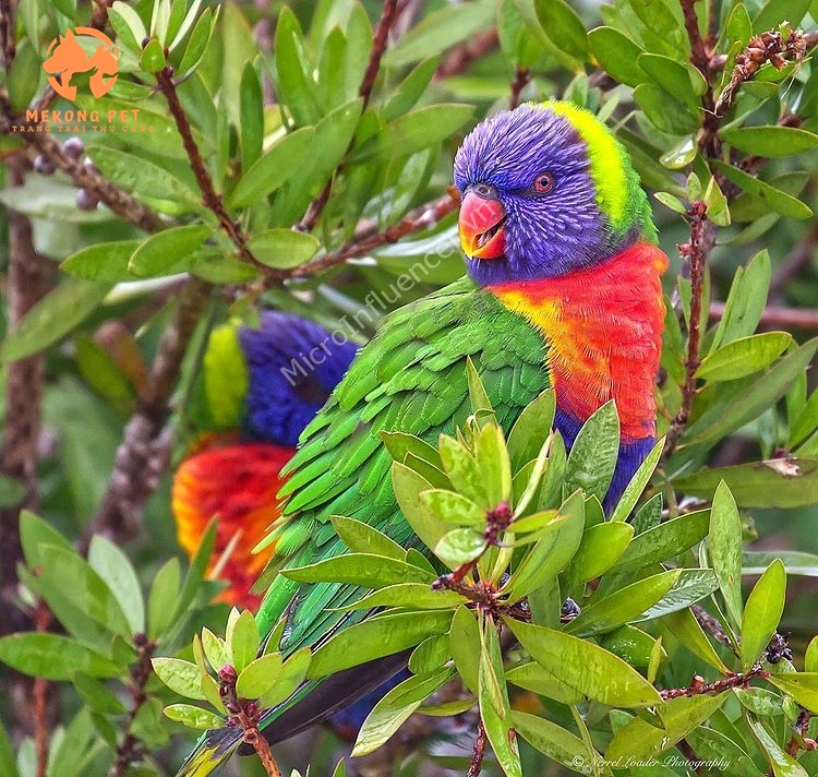 Khám Phá Thế Giới Mua Bán Vẹt Lory Rainbow Đầy Màu Sắc