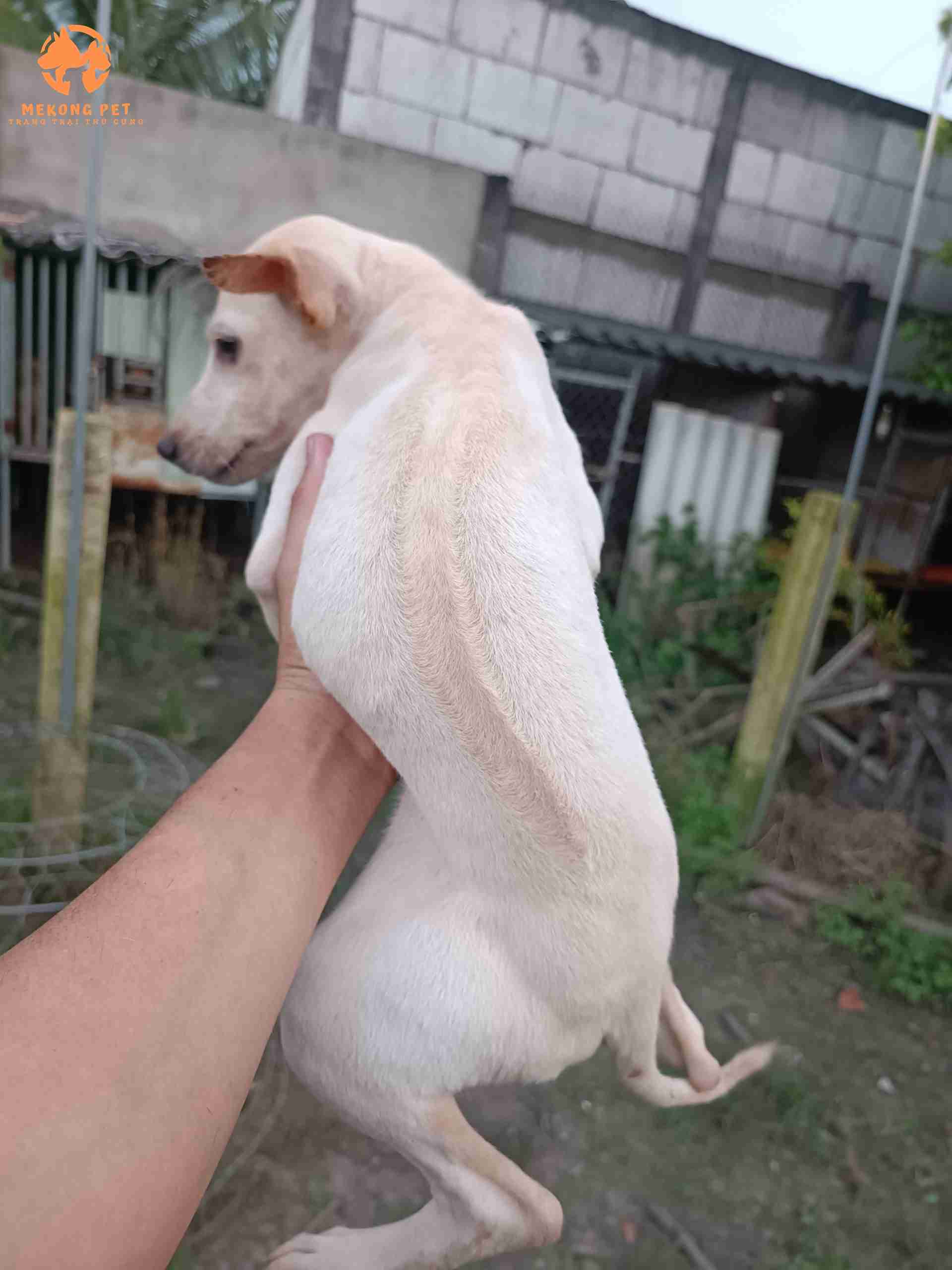 Chó phú quốc trắng được nhiều người yêu thích và tìm mua
