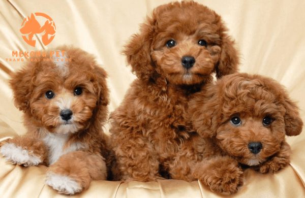 Chuyên nhân giống và cung cấp chó poodle nâu tại tphcm