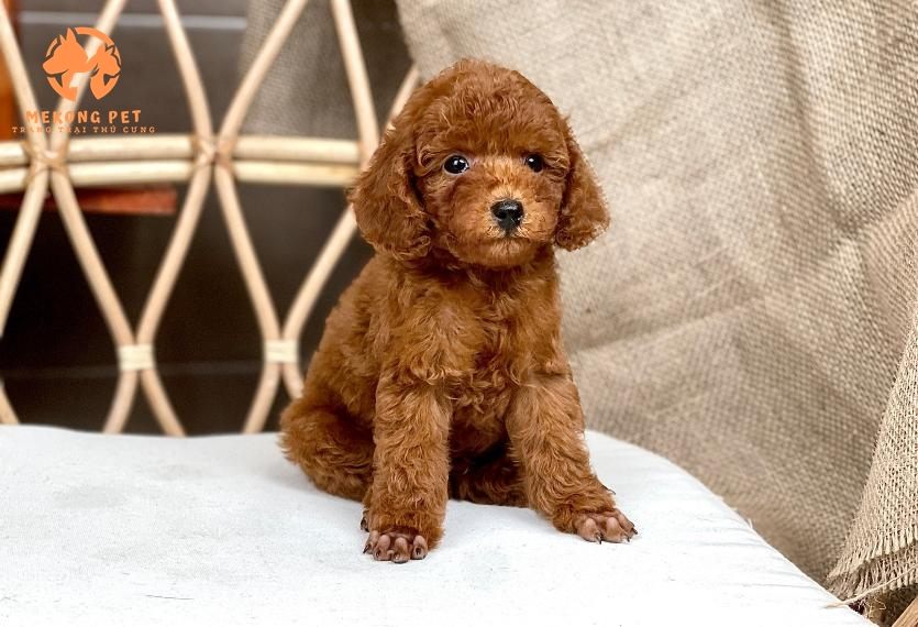 Nuôi poodle nâu giúp chúng ta thư giãn sau những phút giây làm việc căng thẳng