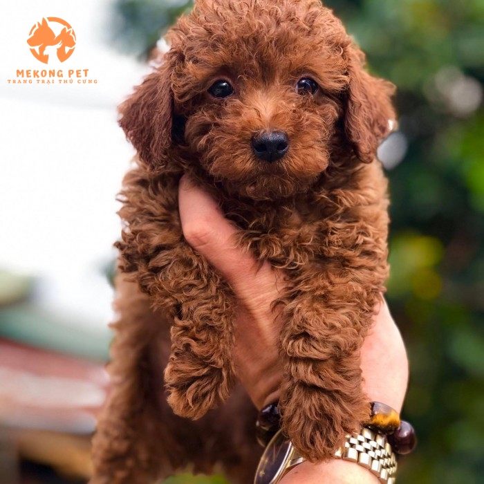 Mua bán chó poodle nâu tại Tphcm, Bình Dương, Đồng Nai, Vũng Tàu