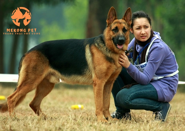 Chó becgie đức rất ham thích huấn luyện và vâng lời chủ nhân