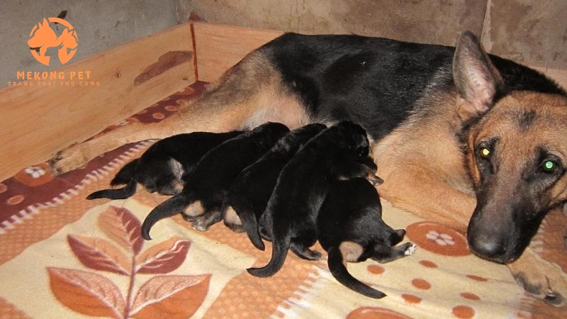 Chó becgie đức có khả năng sinh sản và chăm con rất khéo