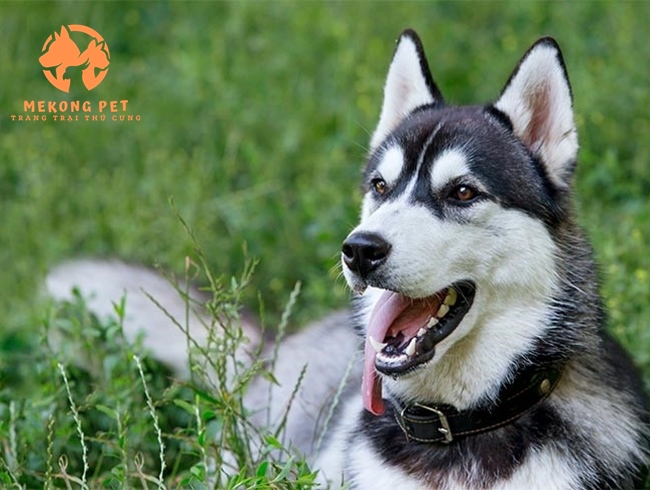 Chuyên cung cấp chó ngáo husky cho khách hàng Tphcm và cả nước