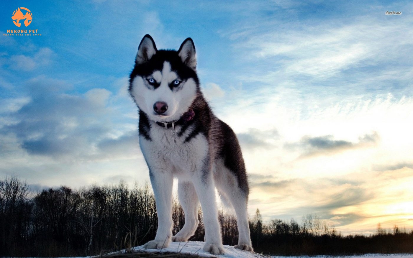 Chó husky được dùng để kéo xe ở xứ lạnh