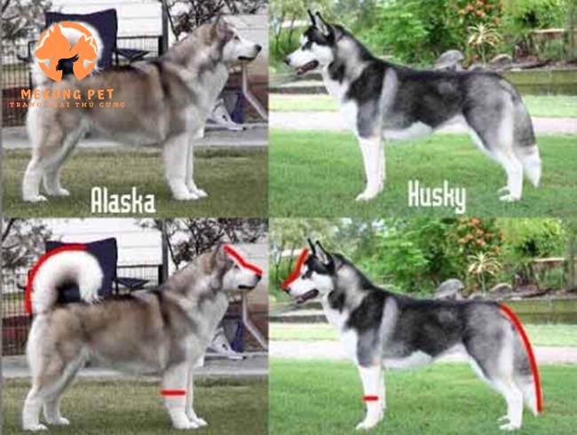 Phân biệt sự giống và khác nhau giữa chó husky và alaska thông qua hình thức bề ngoài