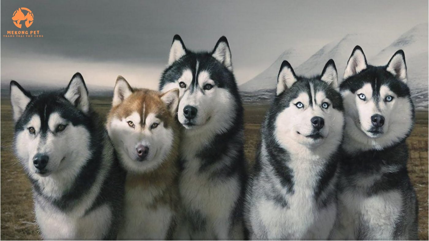 Vẻ ngoài ngộ nghĩnh ngáo ngơ khiến cho chó husky có sức hút với các khách hàng Mekong Pet