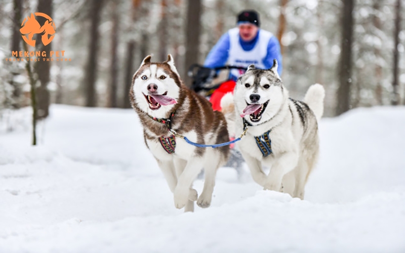 Ứng dụng thực tế của chó husky trong cuộc sống thường ngày