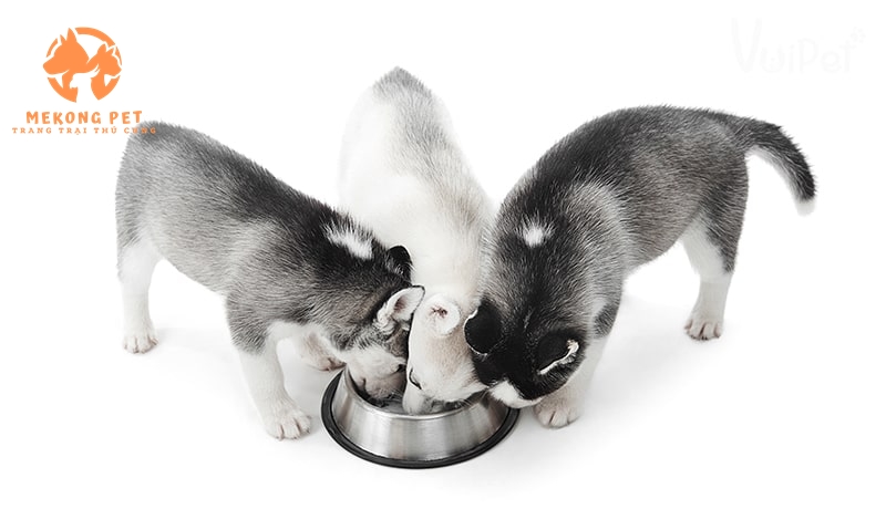 Chó husky con thuần chủng rất dể nuôi và dể chăm sóc nên ngày càng có nhiều người mua chó husky về nuôi