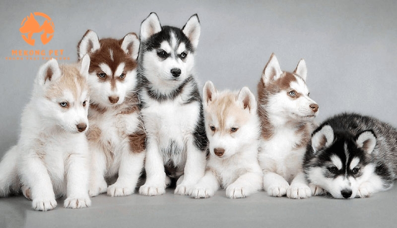 Mekong Pet chuyên mua bán chó husky con giống thuần chủng