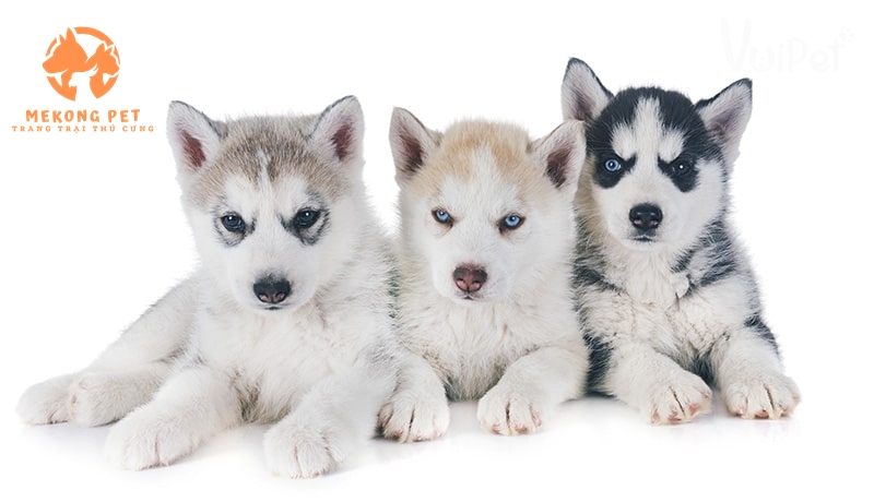 Chó husky con 2 - 3 tháng tuổi đã được tiêm phòng và sổ giun đầy đủ