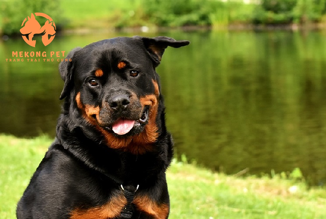 Trại chó rottweiler Tphcm chuyên cung cấp chó Rotweiler giống thuần chủng
