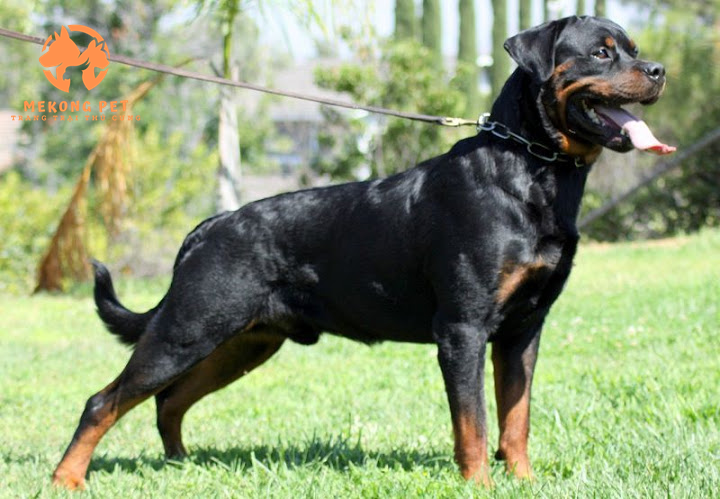 Chó rottweiler dòng đại có cân nặng hơn 50kg, có vẻ bề ngoài dũng mãnh