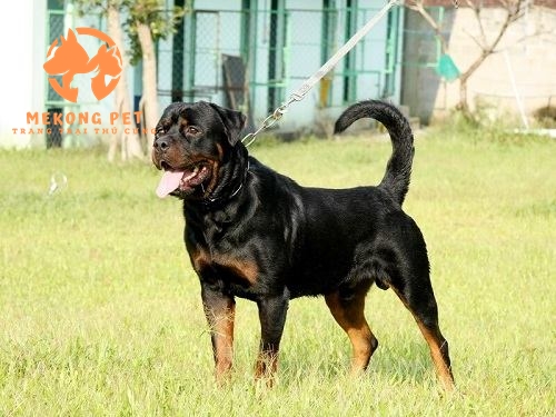 Chó rottweiler có vẻ ngoài lực lưỡng và cơ bắp