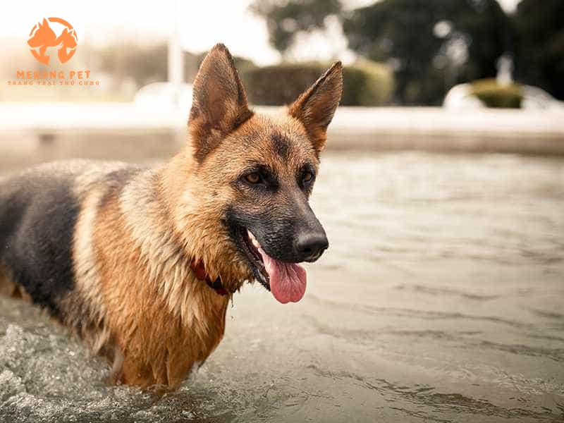 Mua Bán Chó Becgie Đức Thuần Chủng: Lựa Chọn Hoàn Hảo Cho Người Yêu Thú Cưng