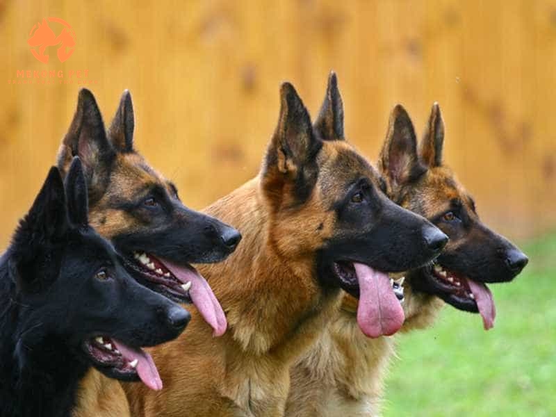 Mua Bán Chó Becgie Đức Thuần Chủng: Lựa Chọn Hoàn Hảo Cho Người Yêu Thú Cưng