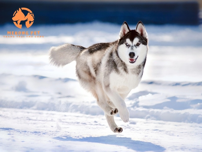 Mua Bán Chó Husky Siberia Ngáo Thuần Chủng
