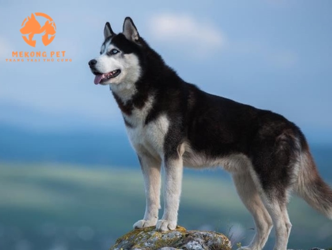 Mua Bán Chó Husky Siberia Ngáo Thuần Chủng