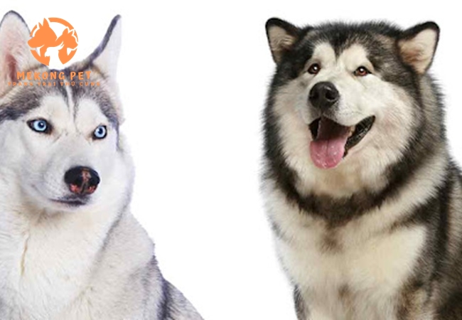 Mua Bán Chó Husky Siberia Ngáo Thuần Chủng