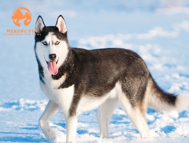 Mua Bán Chó Husky Siberia Ngáo Thuần Chủng