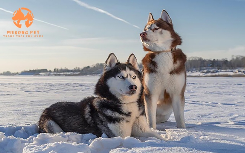 Mua Bán Chó Husky Siberia Ngáo Thuần Chủng