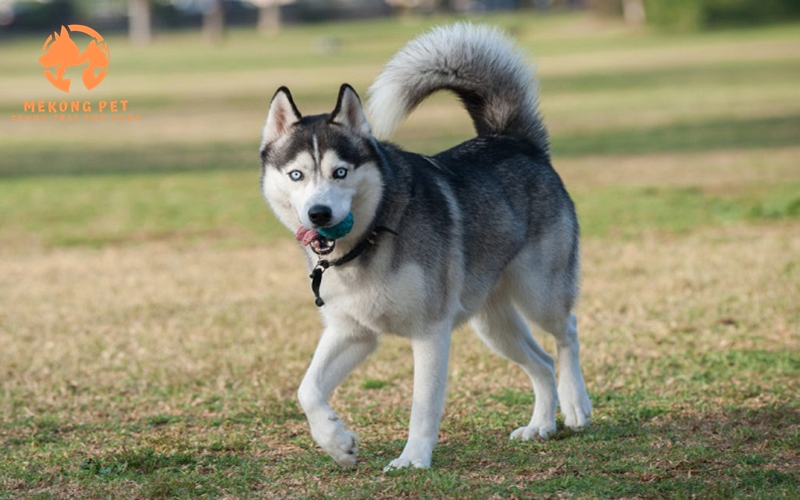 Mua Bán Chó Husky Siberia Ngáo Thuần Chủng