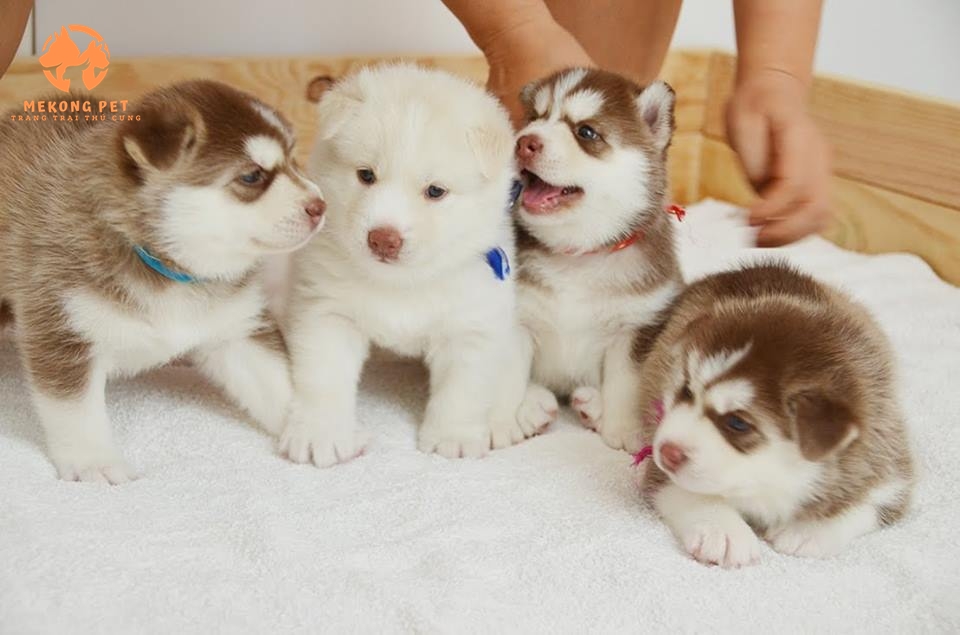 Mua Bán Chó Husky Siberia Ngáo Thuần Chủng