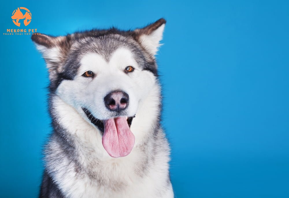 Mua Bán Chó Husky Siberia Ngáo Thuần Chủng
