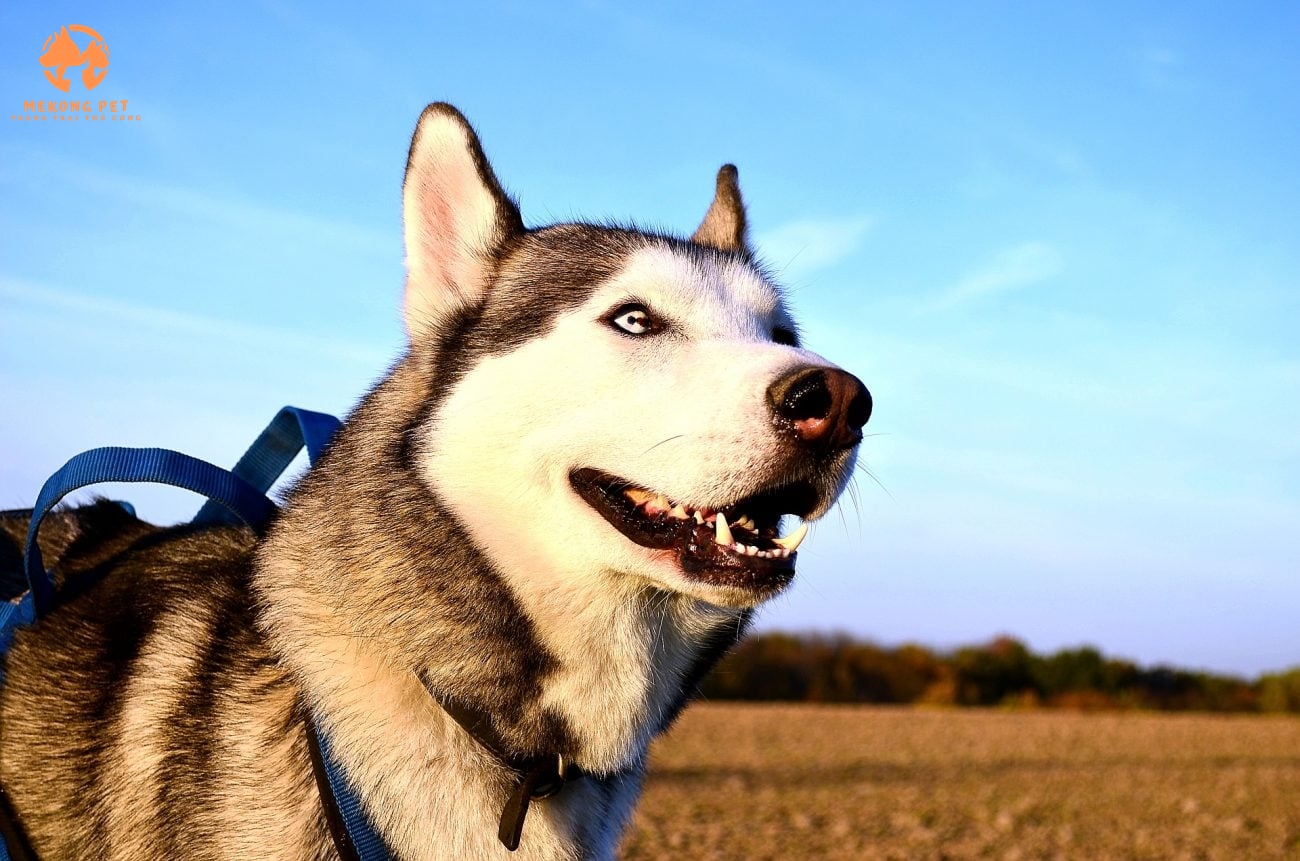 Mua Bán Chó Husky Siberia Ngáo Thuần Chủng