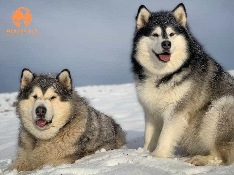 Chó Alaska được biết đến là loài chó được nhiều người yêu thích