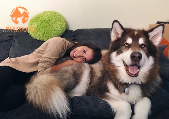 Chó alaska được mua để làm thú cưng, làm bạn với con người