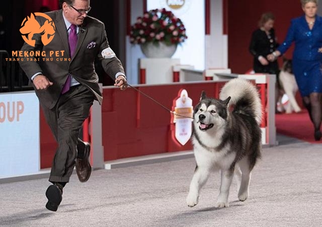 Chú chó alaska được dắt đi thi dogshow, tham giải cuộc thi về chó đẹp