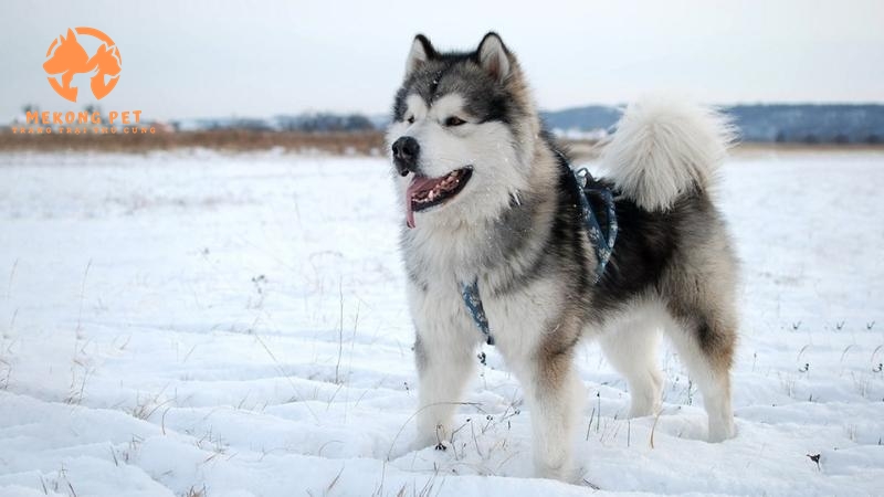 Chiều cao và cân nặng trung bình của một con Alaska trưởng thành vào khoảng 65-70 cm và 45-50 kg. Alaska khổng lồ có thể cao tới 1m và nặng tới 80kg.