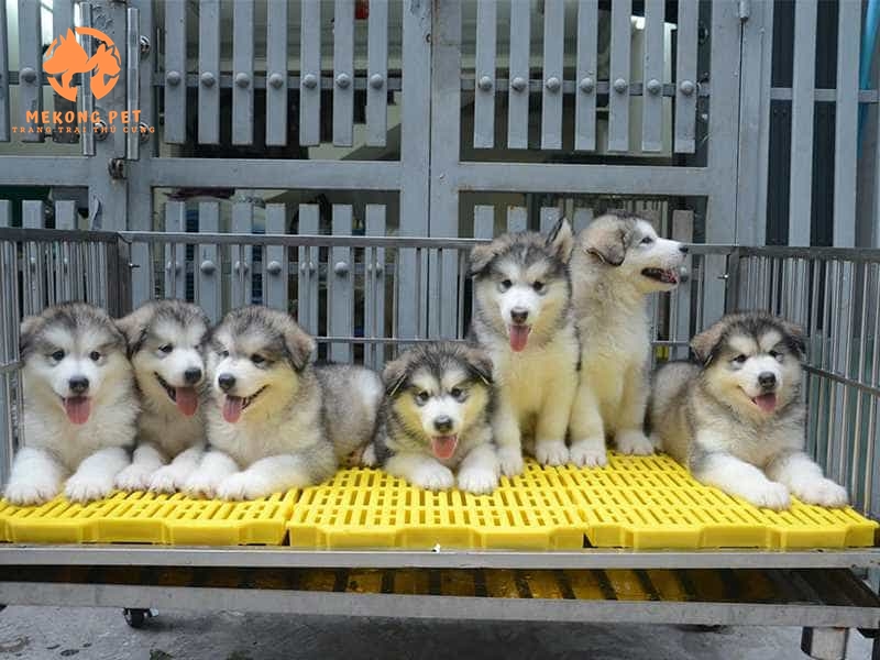 Mua chó alaska ngày càng trở nên dể dàng hơn vì ngày càng có nhiều người nuôi chó alaska để nhân giống ở Việt Nam