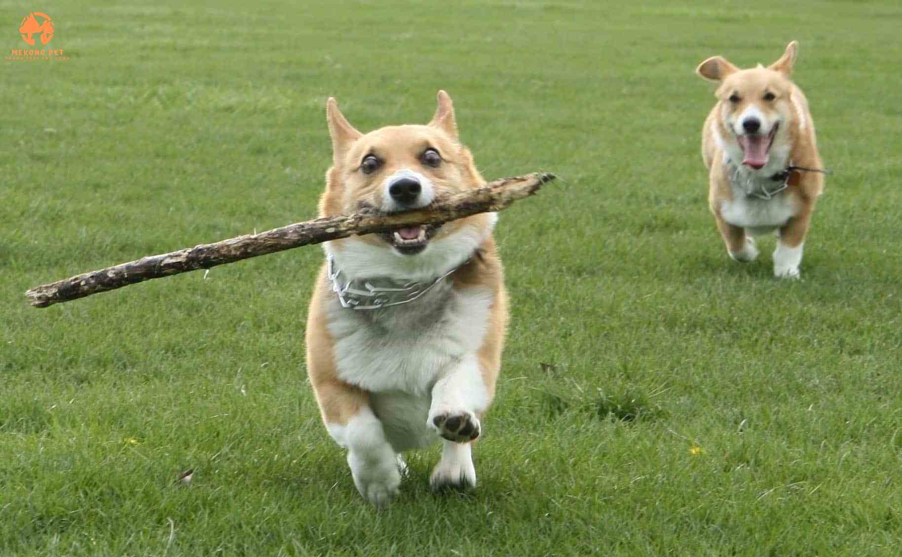 Chó corgi có ngoại hình dể thương, sang trọng dành cho giới quý tộc và những người nuôi sành điệu