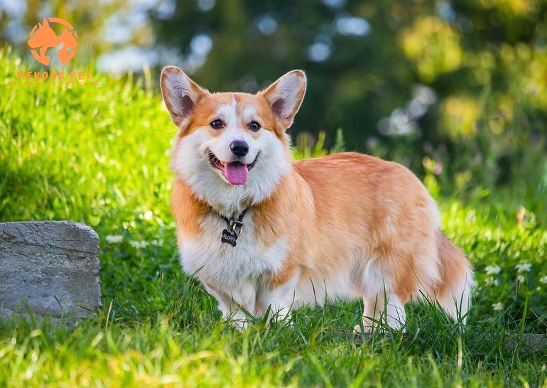 Trang trại thú cưng Mekong Pet chuyên nhân giống và nhập khẩu giống chó Corgi tại TpHCM, Bình Dương, Đồng Nai,...