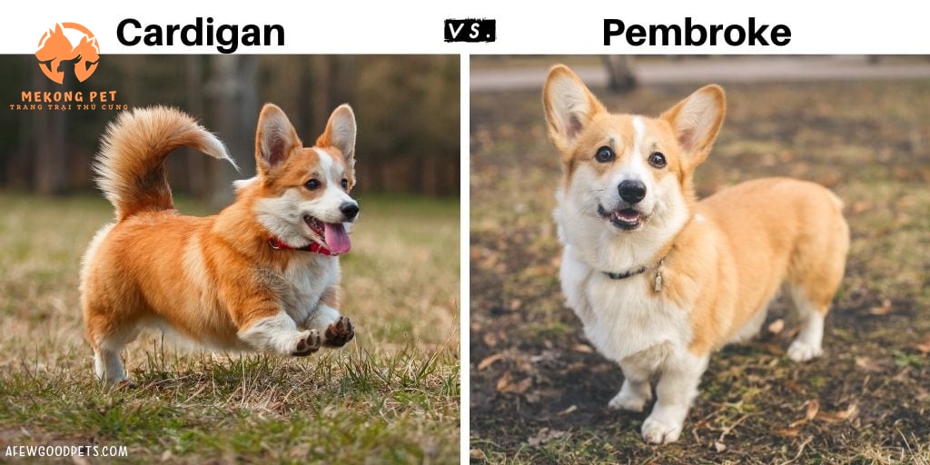 Cách nhận biết 2 loại corgi thông qua hình ảnh