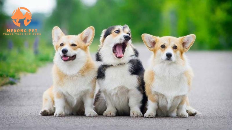 Chó corgi rất dể thương, thân thiện với trẻ nhỏ nên được nhiều gia đình lựa chọn