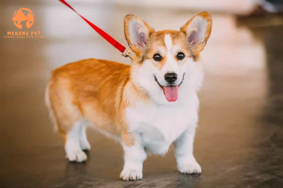 Chó corgi có sức khỏe tốt, bạn cần kiểm tra lịch tiêm phòng cho chó corgi đầy đủ trước khi đón bé về nhà