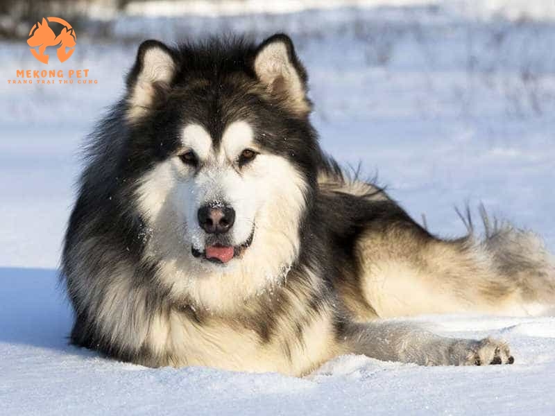 Mua Bán Chó Alaska Thuần Chủng Tại Tphcm, Bình Dương, Đồng Nai, Vũng Tàu