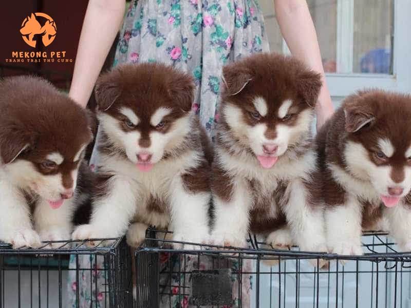 Mua Bán Chó Alaska Thuần Chủng Tại Tphcm, Bình Dương, Đồng Nai, Vũng Tàu