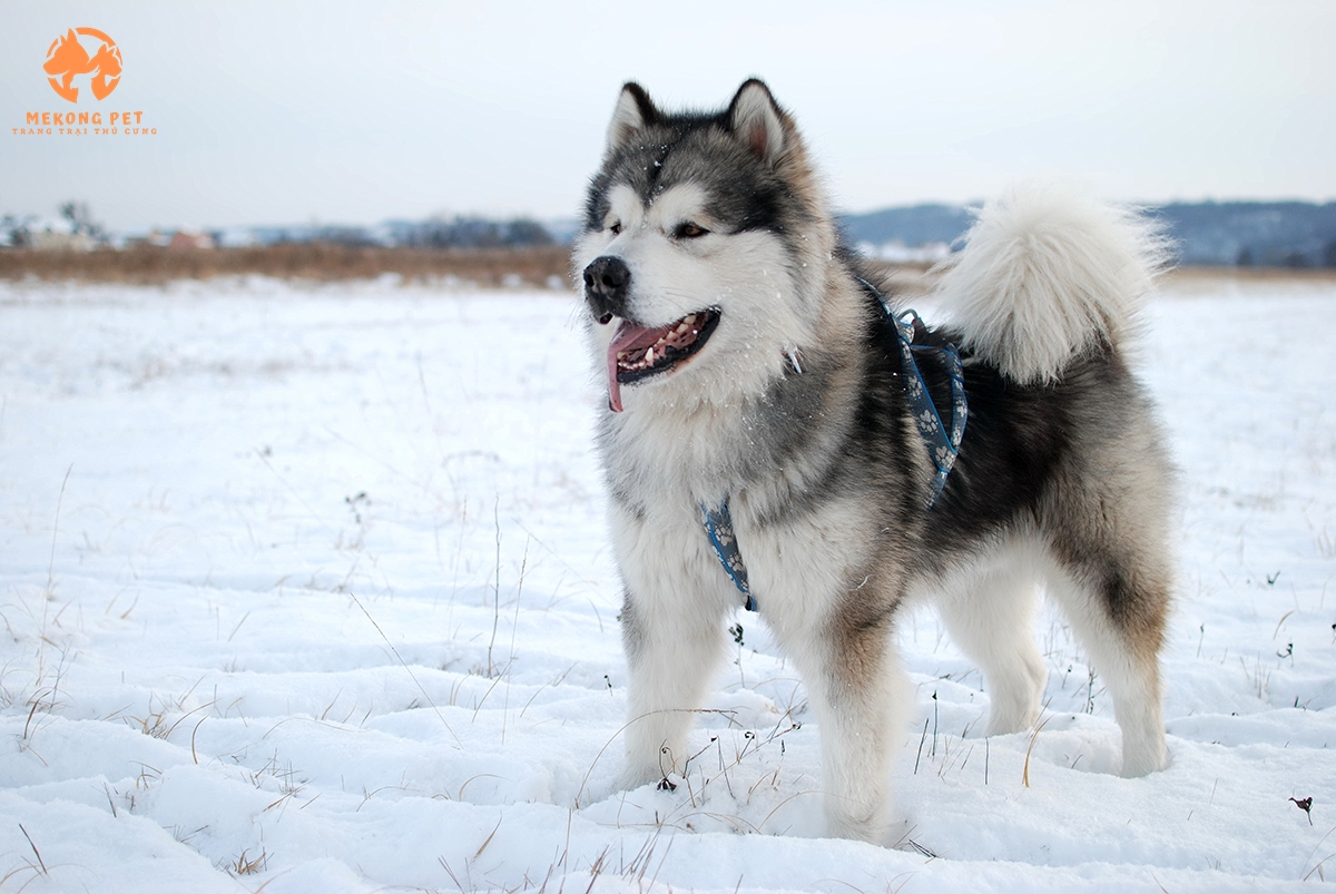 Mua Bán Chó Alaska Thuần Chủng Tại Tphcm, Bình Dương, Đồng Nai, Vũng Tàu